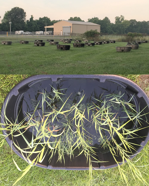 photo of cattle tanks with plants